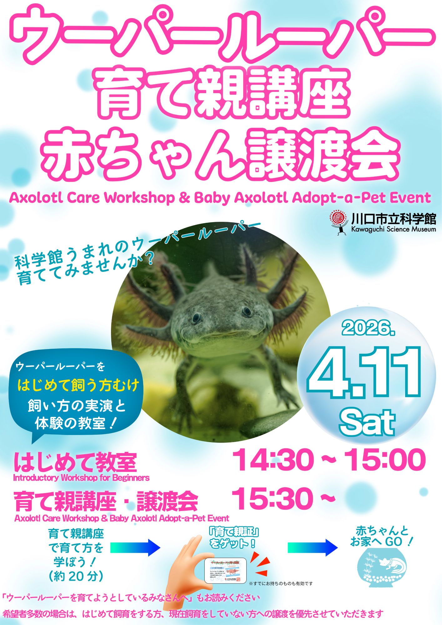 ウーパールーパー育て親講座・赤ちゃん譲渡会