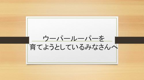 科学キッズちらし