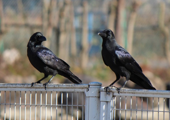 身近なカラスたち