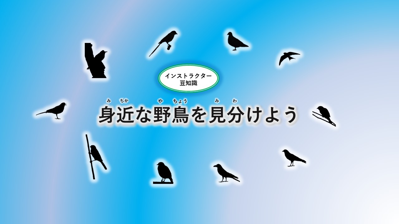 身近な野鳥を見分けよう