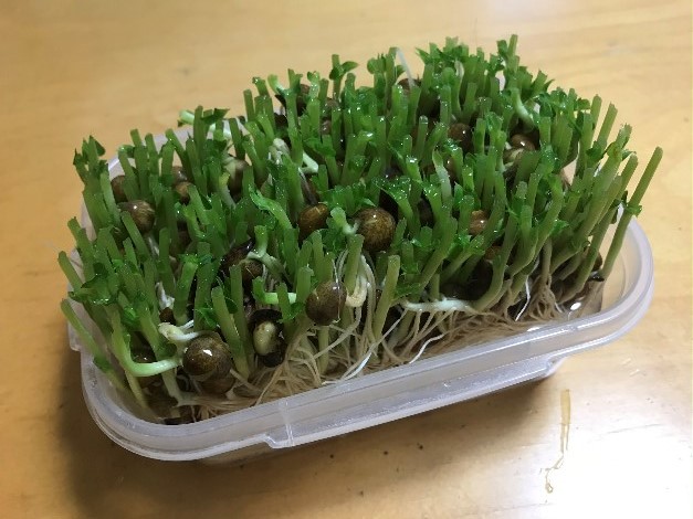 野菜の切れはしを育ててみよう